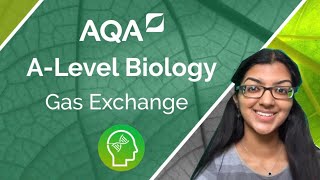 AQA A Level Biology Gas Exchange [upl. by Nahn]