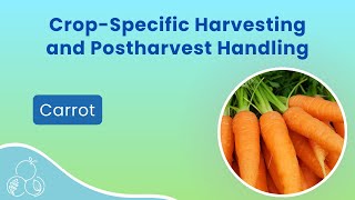 Carrots Postharvest Handling [upl. by Ause]