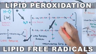 Mechanism of Lipid Peroxidation [upl. by Keiko154]