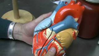 Heart Anatomy Part 1 [upl. by Ijuy]