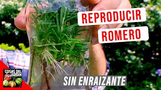 COMO REPRODUCIR ROMERO FACIL EN AGUA 🌿 ENRAIZA AL TOQUE [upl. by Mungovan]