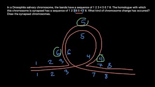 Synapsis of Homologous Chromosomes Explained [upl. by Coheman]