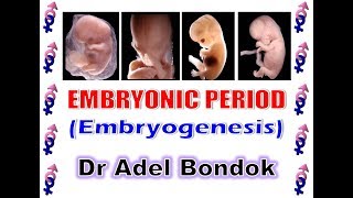 Embryonic Period Embryogenesis Dr Adel Bondok [upl. by Yedrahs]