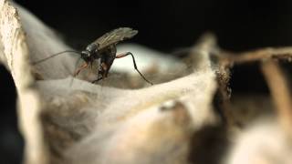 Ichneumon wasp ovipositing closeup [upl. by Saire294]