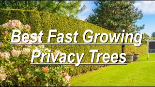 Best Fast Growing Privacy Trees [upl. by Rame]