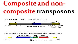 Composite and noncomposite transposons [upl. by Quillon861]