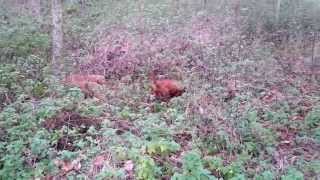 Chasse lapin avec Bassets Fauves de Bretagne [upl. by Mairam]