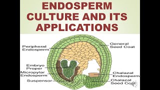 ENDOSPERM CULTURE AND ITS APPLICATIONS [upl. by Ettennod]