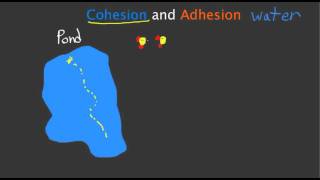 Cohesion and Adhesion [upl. by Annaierb]