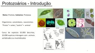 Aula Microbiologia Protozoários [upl. by Sikata]