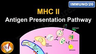 Antigen Processing and Presentation PART II MHC II Antigen Presentation Pathway FLImmuno26 [upl. by Isoj]