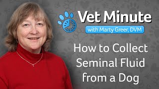 How to Collect Seminal Fluid From a Dog [upl. by Latsyrd343]