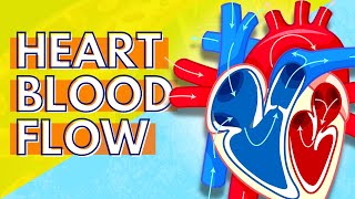 How Blood Flows Through the Heart [upl. by Nayrb]