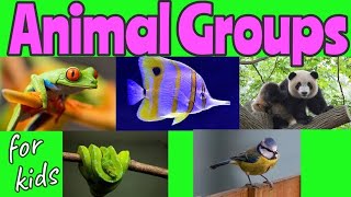 ANIMAL Groups  Animal Classification for kids 🐼🐍🐦🐠🐸  Miss Ellis animalclassification [upl. by Itak752]