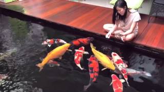 Hand Feeding Koi [upl. by Gwenette]