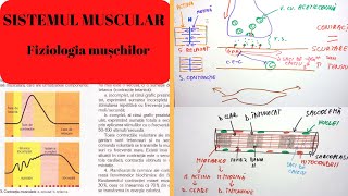 ADMITERE MEDICINA SISTEMUL MUSCULAR 2 Fiziologia muschilor [upl. by Hartman283]