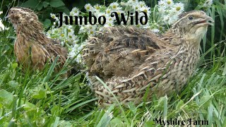 All about our Jumbo Wild coturnix quail [upl. by Allsopp]