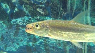 Goliath Tiger Fish Feeding [upl. by Kissiah]