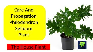 Care amp Propagation of Philodendron Selloum Hope Plant [upl. by Evelina]