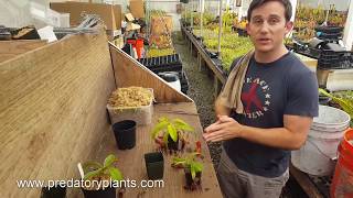 The Ultimate Nepenthes Repotting Guide [upl. by Areyk]