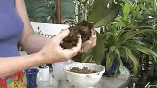 Phalaenopsis Repotting  Orchid Care  From rePotmecom [upl. by Malliw]