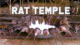 Karni Mata Rat Temple in Bikaner India  The Planet D [upl. by Ettezus]