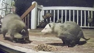 Raccoon Possum Cat Encounters Compilation [upl. by Ri899]