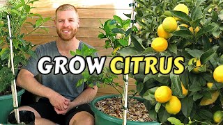 Guide To Planting Citrus Trees At Home  Lemon Lime Kumquat amp Calamondin [upl. by Johny]