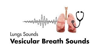 Vesicular Breath Sounds  Normal Lung Sounds  MEDZCOOL [upl. by Yellek670]