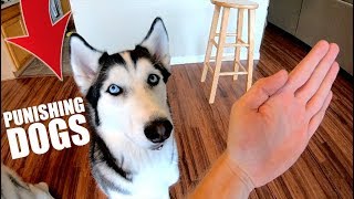 How To Punish Your Husky Or Any Dog [upl. by Yvonne]