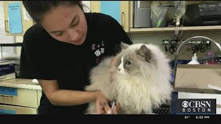 45 Purebred Ragdoll Cats Up For Adoption After Breeder Surrenders To MSPCA [upl. by Hyacinthia]