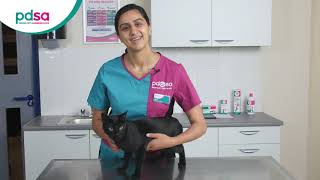 How To Apply A Spot On Flea Treatment For Your Cat PDSA Petwise Pet Health Hub [upl. by Marlowe]