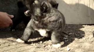 caucasian shepherd puppieswmv [upl. by Ila]