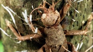 The fungus cordyceps turns creatures into zombies cordyceps ant turns zombieant [upl. by Dearborn32]