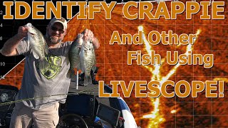 HOW TO IDENTIFY CRAPPIE USING LIVESCOPE EP 23 [upl. by Valtin]