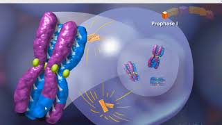 Meiosis animation [upl. by Aitnyc]