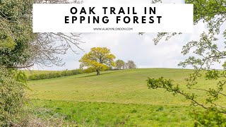 OAK TRAIL IN EPPING FOREST  Oak Trail Walk  Essex Walk  Best Epping Forest Walk  Theydon Bois [upl. by Llerret]