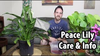 How to Care for a Peace Lily Spathiphyllum [upl. by Cecilius344]