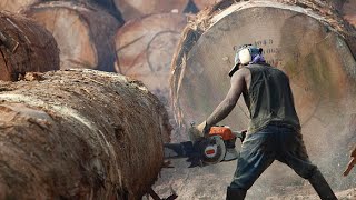 The Risky Life Of Lumberjack  World Documentary Films HD [upl. by Pontus906]