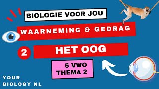 5 vwo  Waarneming amp Gedrag  2  Het oog [upl. by Odraode159]