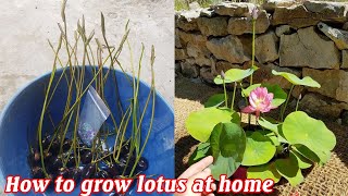 How to grow mini lotus at home from seeds [upl. by Dosia328]