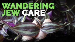 Wandering Jew Plant Care Growing Tradescantia Zebrina [upl. by Damalas]