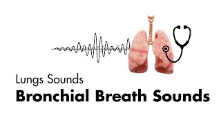 Bronchial Breath Sounds  EMTprepcom [upl. by Alyos]