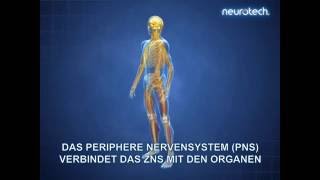 Grundlagen 1 Das Nervensystem ZNS PNS neurotech [upl. by Ycniuqed790]