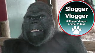 Silverback Gorilla Shows Strength When Throwing Female [upl. by Cele]