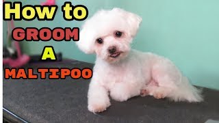 How to Groom a Maltipoo [upl. by Ginnifer]