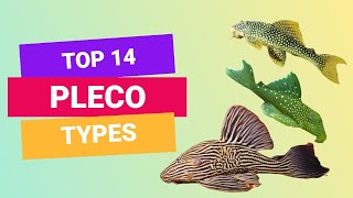 TOP 14 TYPES OF PLECO  PLECOSTOMUS  FINDING FISHES [upl. by Rebmac]