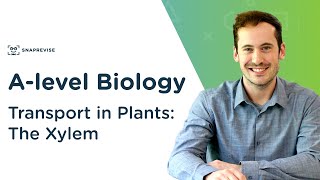 Transport in Plants The Xylem  Alevel Biology  OCR AQA Edexcel [upl. by Migeon]