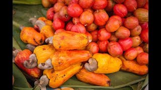 Cashewnut Harvesting and Processing  Cashew Nut Harvest [upl. by Osborne848]