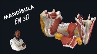 Anatomia  Mandìbula en 3D Partes Inserciones Vasos y Nervios [upl. by Bekah979]